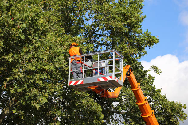 Best Tree Health Inspection  in West, TX