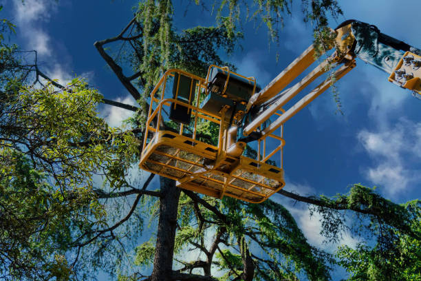 How Our Tree Care Process Works  in  West, TX