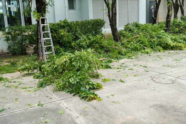 Best Lawn Pest Prevention  in West, TX