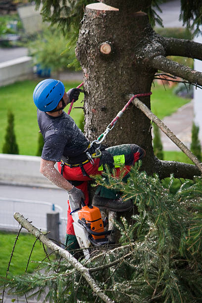 Best Tree Cabling and Bracing  in West, TX