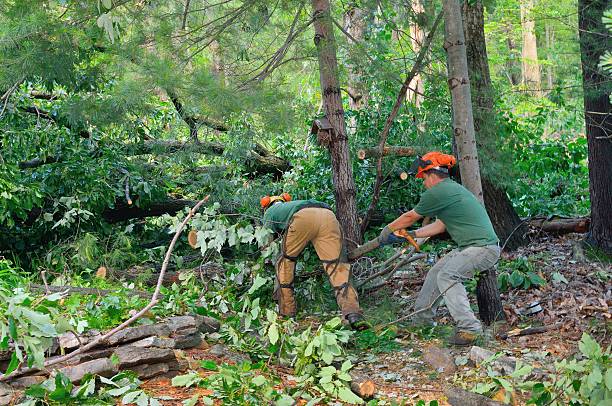 Best Utility Line Clearance  in West, TX