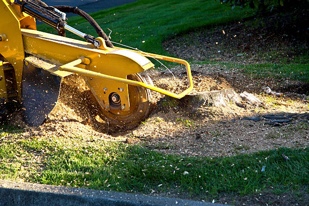 Reliable West, TX Tree Services Solutions