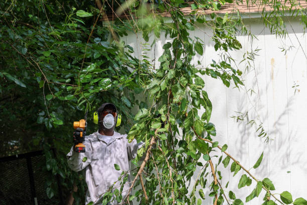 Best Tree Risk Assessment  in West, TX